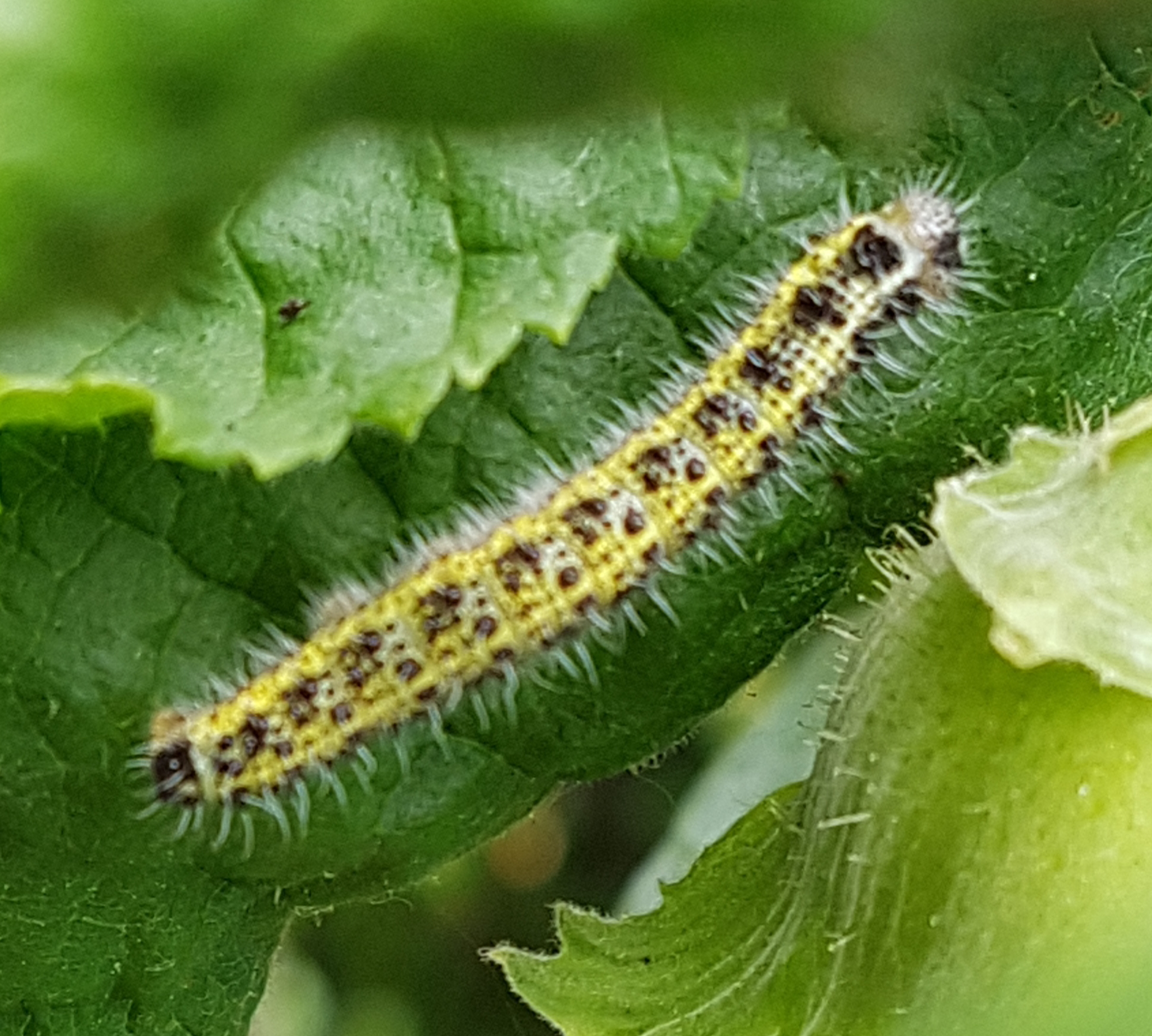 Weiß jemand was für eine Raupe das ist ? (Natur, Insekten, Raupenart)