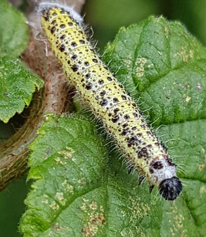 Raupe 2 - (Natur, Insekten, Raupe)