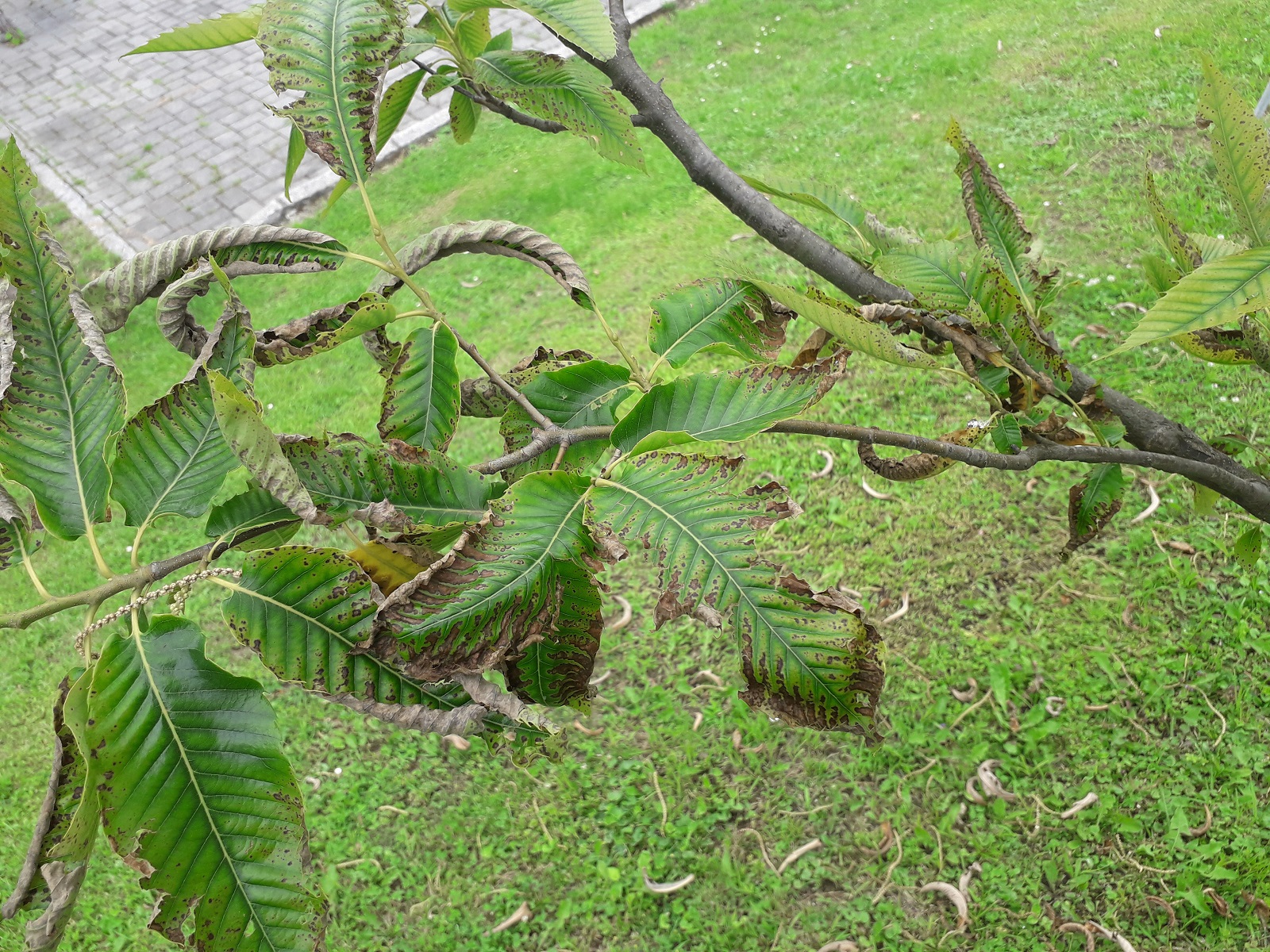 Weiß jemand was unser Kastanienbaum hat? (Garten, Baum