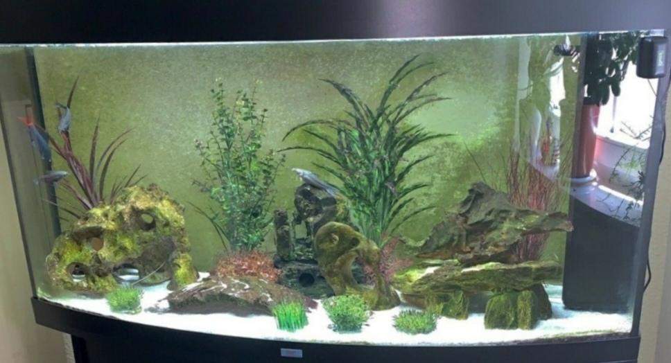 Weiß jemand welche Fische das sind? (Aquarium, Aquaristik, Zierfische)