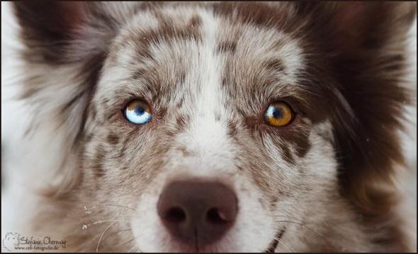 Weiß jemand, welche Hunderasse das sein könnte? (Hund, Rasse, Mischling)