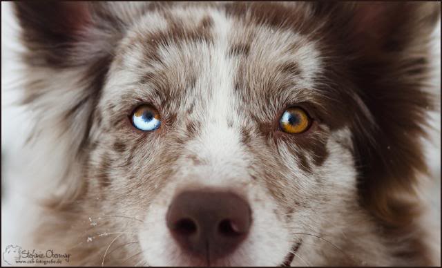 Weiß jemand, welche Hunderasse das sein könnte? (Hund, Rasse, Mischling)