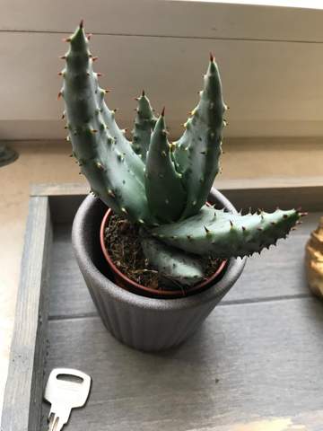 Weiß jemand welche Kaktus Art das ist?