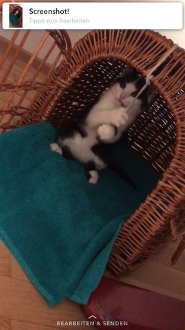sehr verspielt auf jedenfall;) - (Katze, Katzen, Katzenrasse)