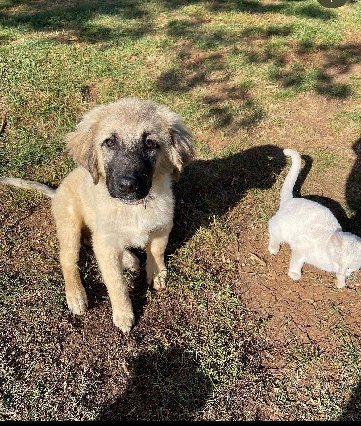 Weiß jemand welche rasse das ist und wie groß der Hund wird? (Welpen