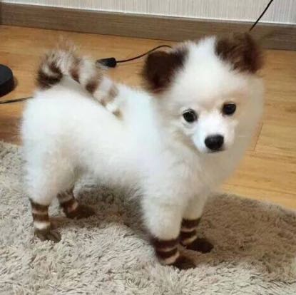 weiss jemand welche rasse dieser hund hat