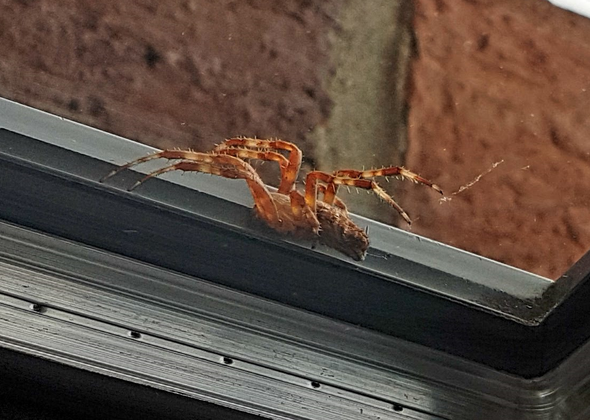 Spinne Hamburg - (Hamburg, Spinne)