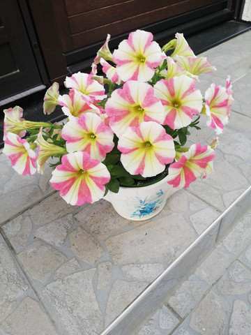 - (Name, Blumen)