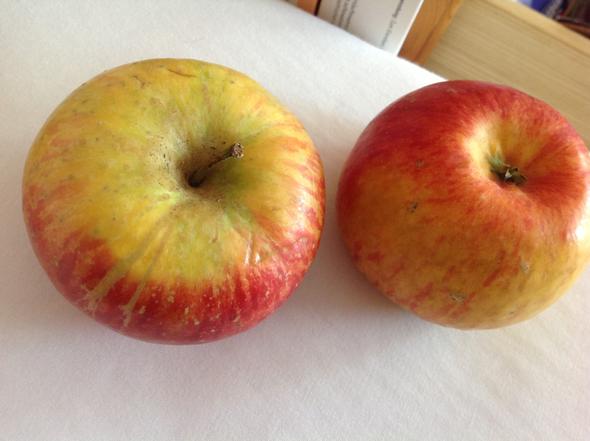 Unbekannte Äpfel 1 - (Apfel, Apfelsorte, gut verträglich)