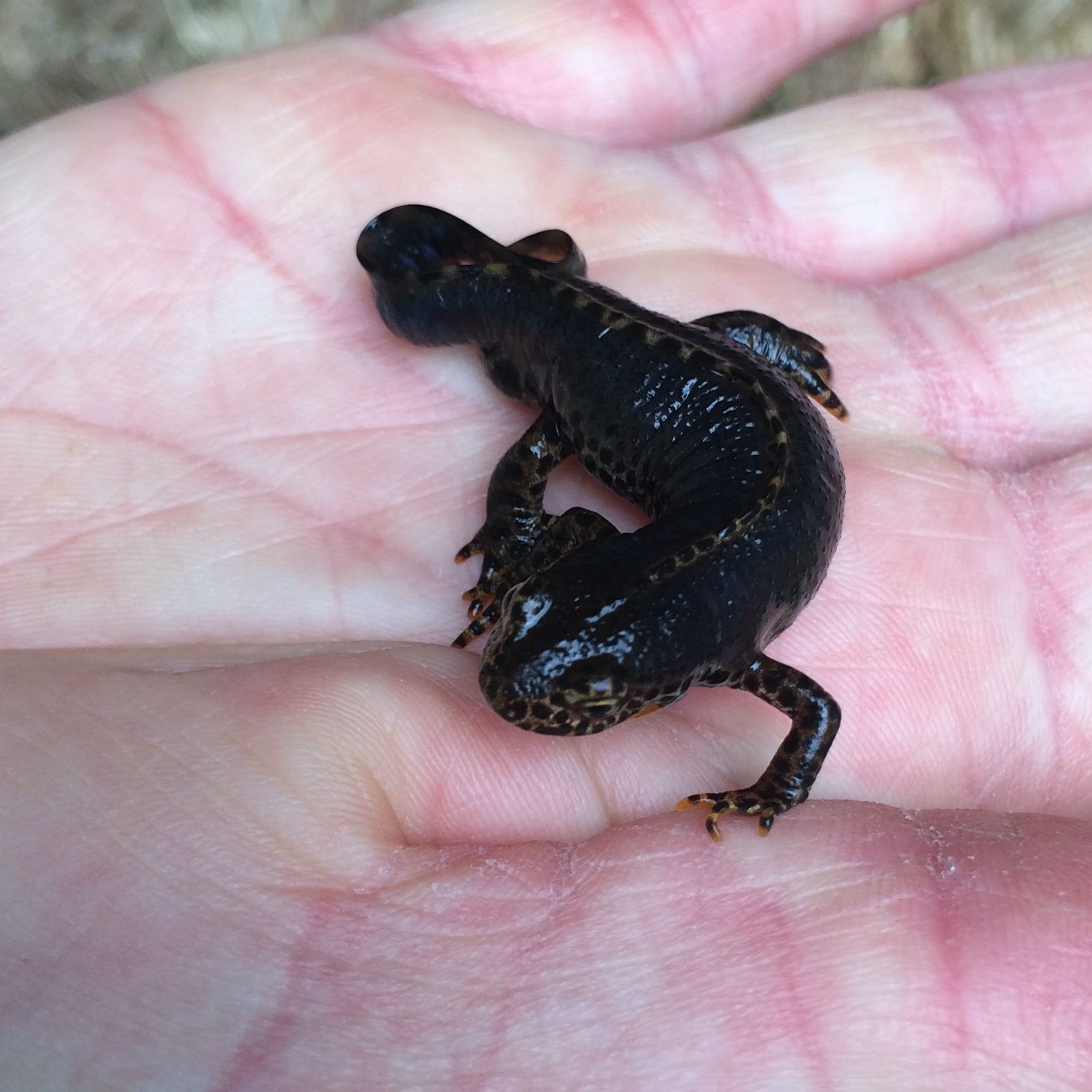 Weiss jemand wie diese Eidechse heisst? (Tiere, Haustiere, Eidechsen)