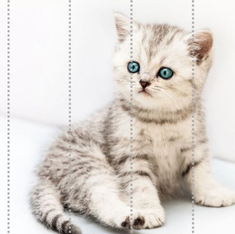 Weiss Jemand Wie Diese Katzen Kater Heissen Tiere Haustiere Baby