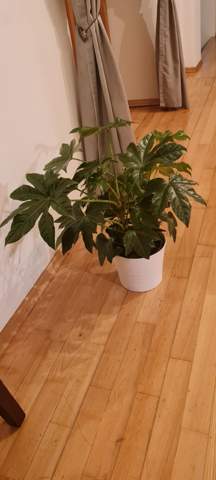 Weiß jemand wie diese Pflanze heißt?