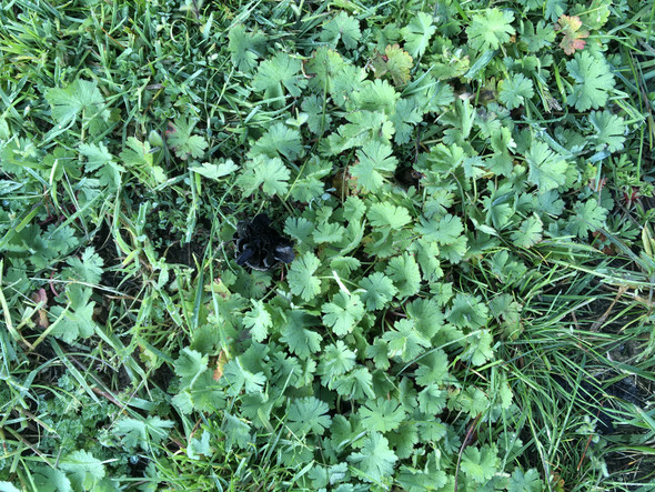 Weiss Jemand Wie Dieses Unkraut In Meinem Rasen Heisst