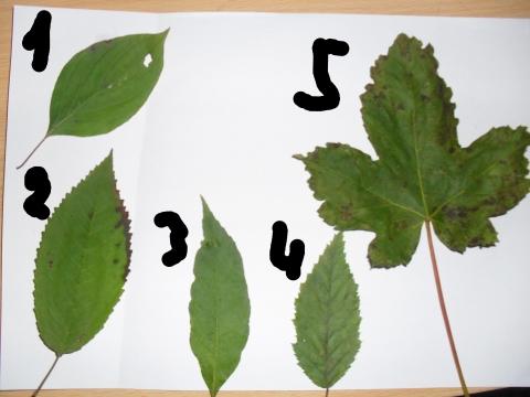 Blätter - (Baum, Blatt, Herbarium)
