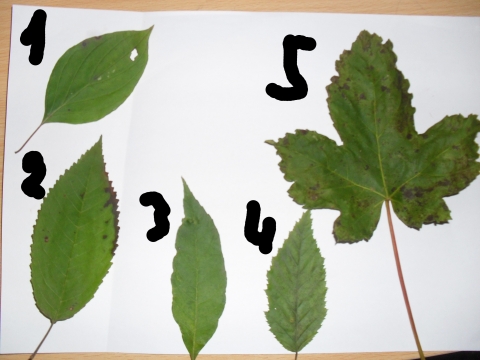 Weiß jemand zu welchen Bäumen diese Blätter gehören? (Baum ...