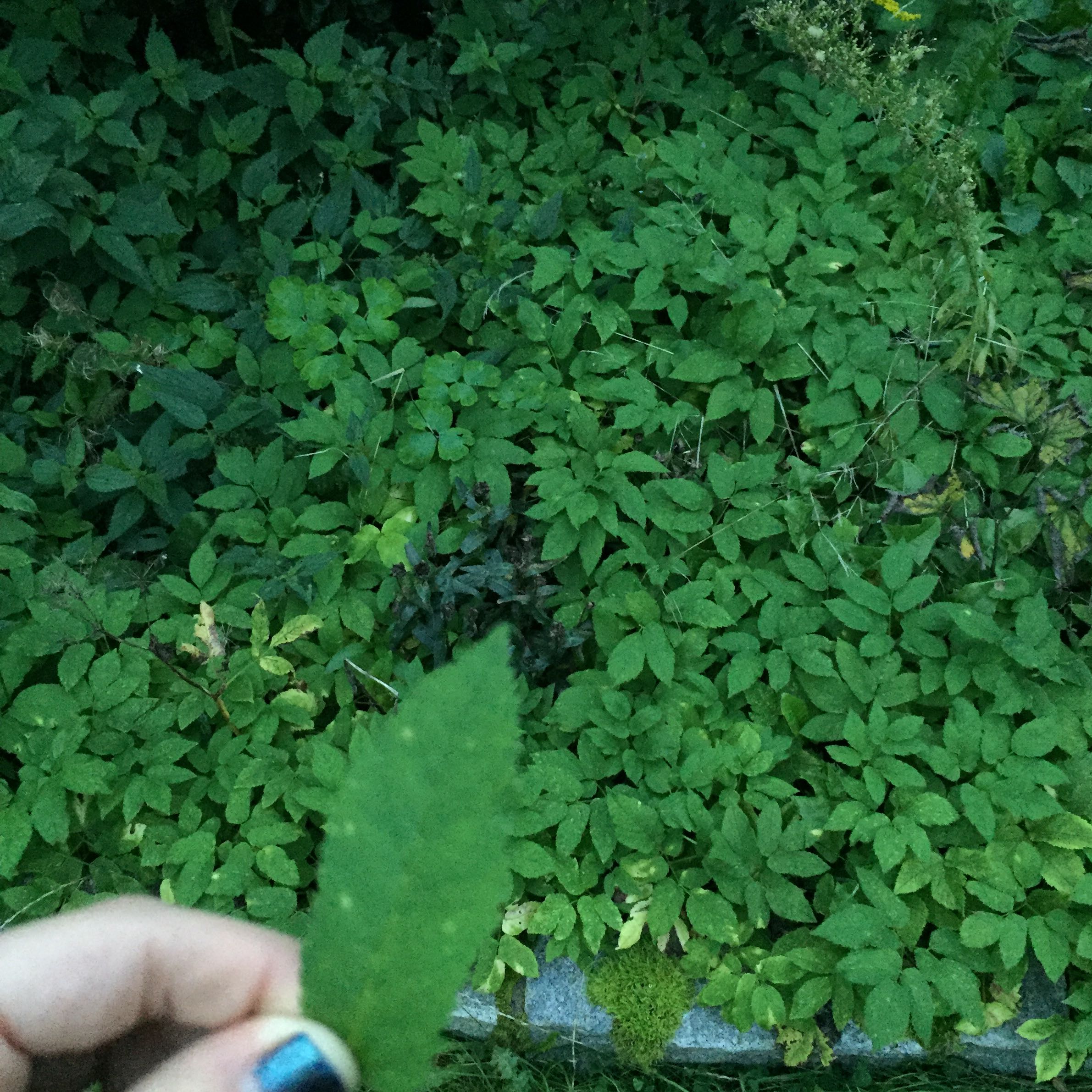 Zu welchen Baumarten gehören diese Blätter? (Pflanzen