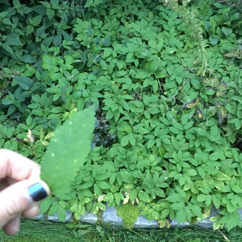*dass hier bitte ignorieren, ich wusste nicht wie ich es entfernen soll.* - (Pflanzen, Natur, Baum)