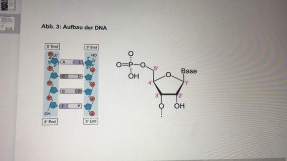Weiß jmd was das 3‘ end / 5‘ end bei der DNA bedeutet?