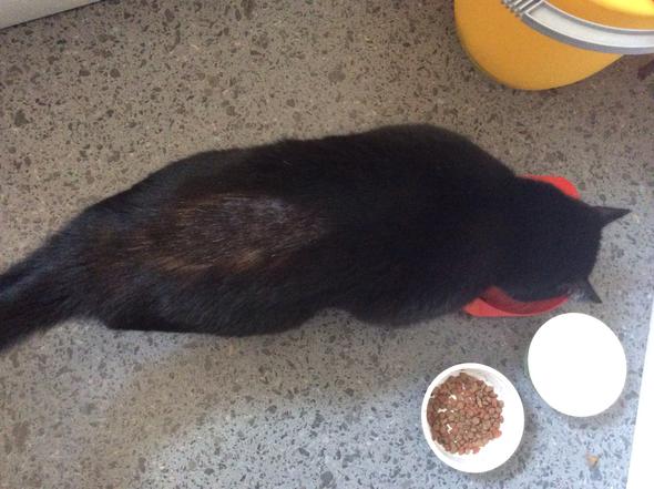Weiß Jemand Was Das Für Ein Fleck Auf Meiner Katze Ist