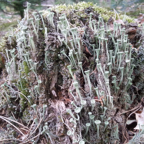 Hier besagte Flechte - (Natur, Wald, Pilze)
