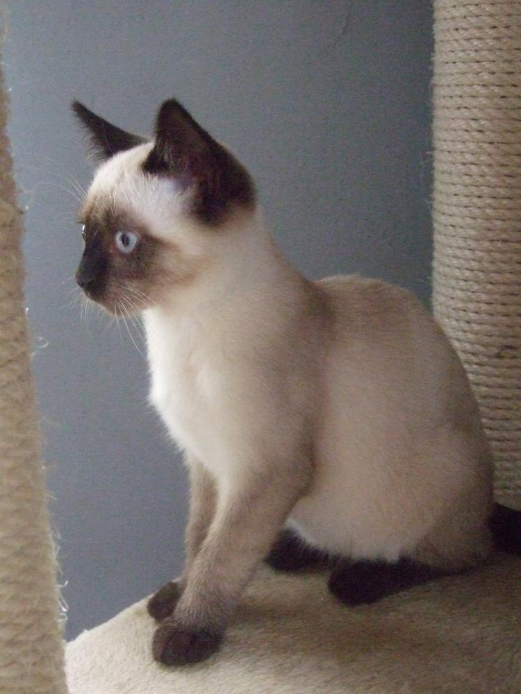 Apple france Apple france