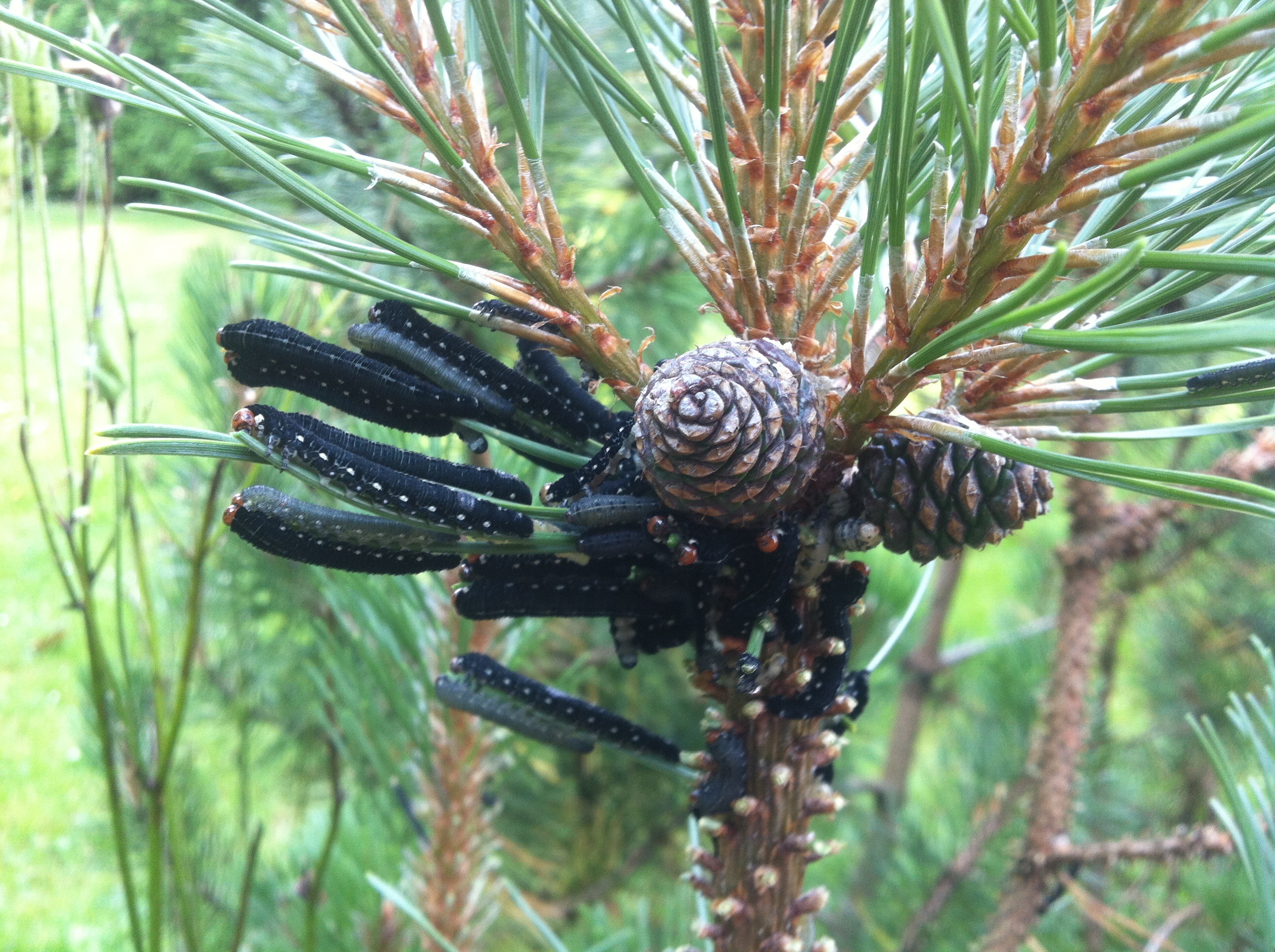 kleine schwarze raupen im garten