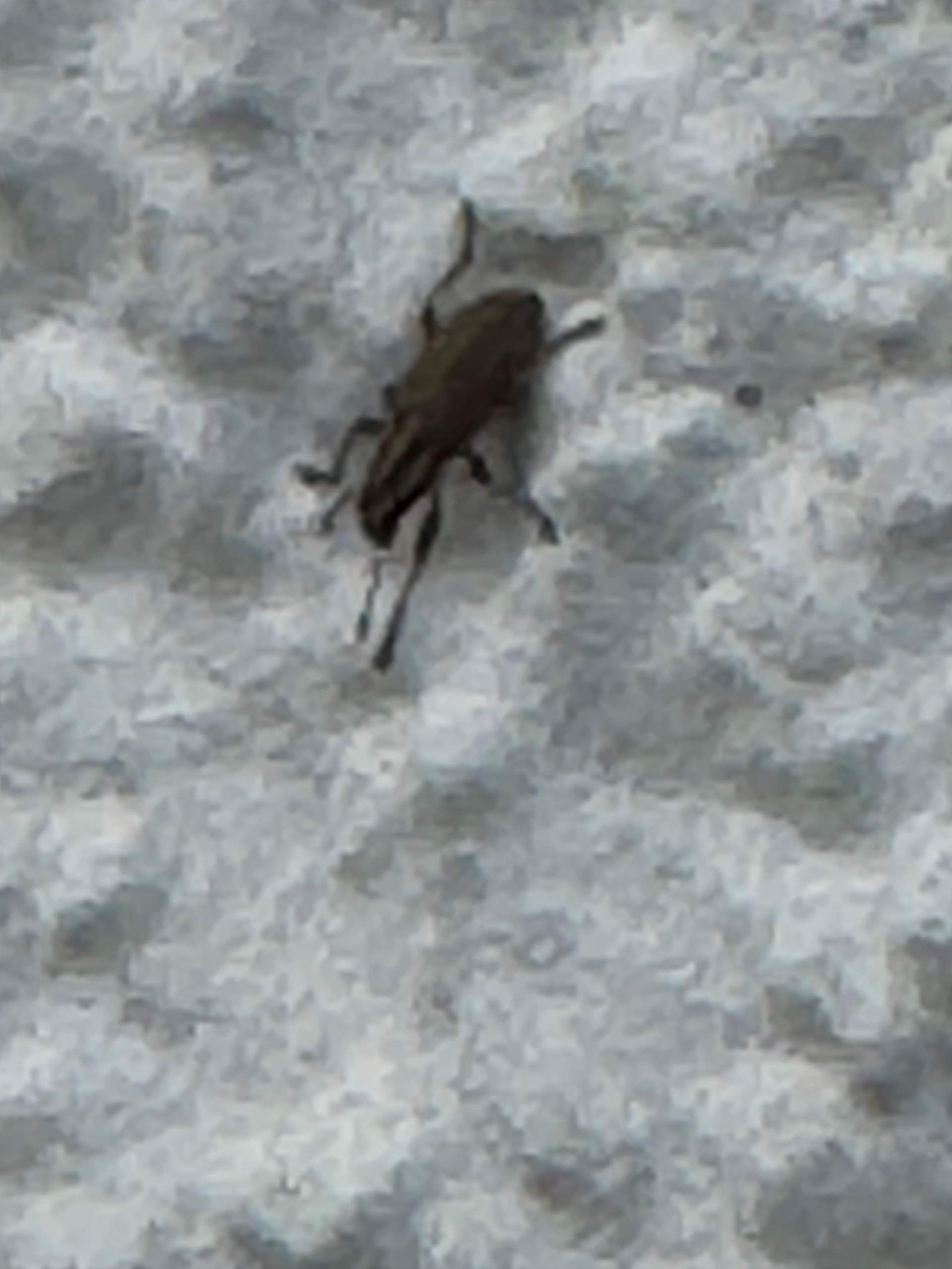 Weiß zufällig jemand was das für Insekten sind? (Schädlinge)