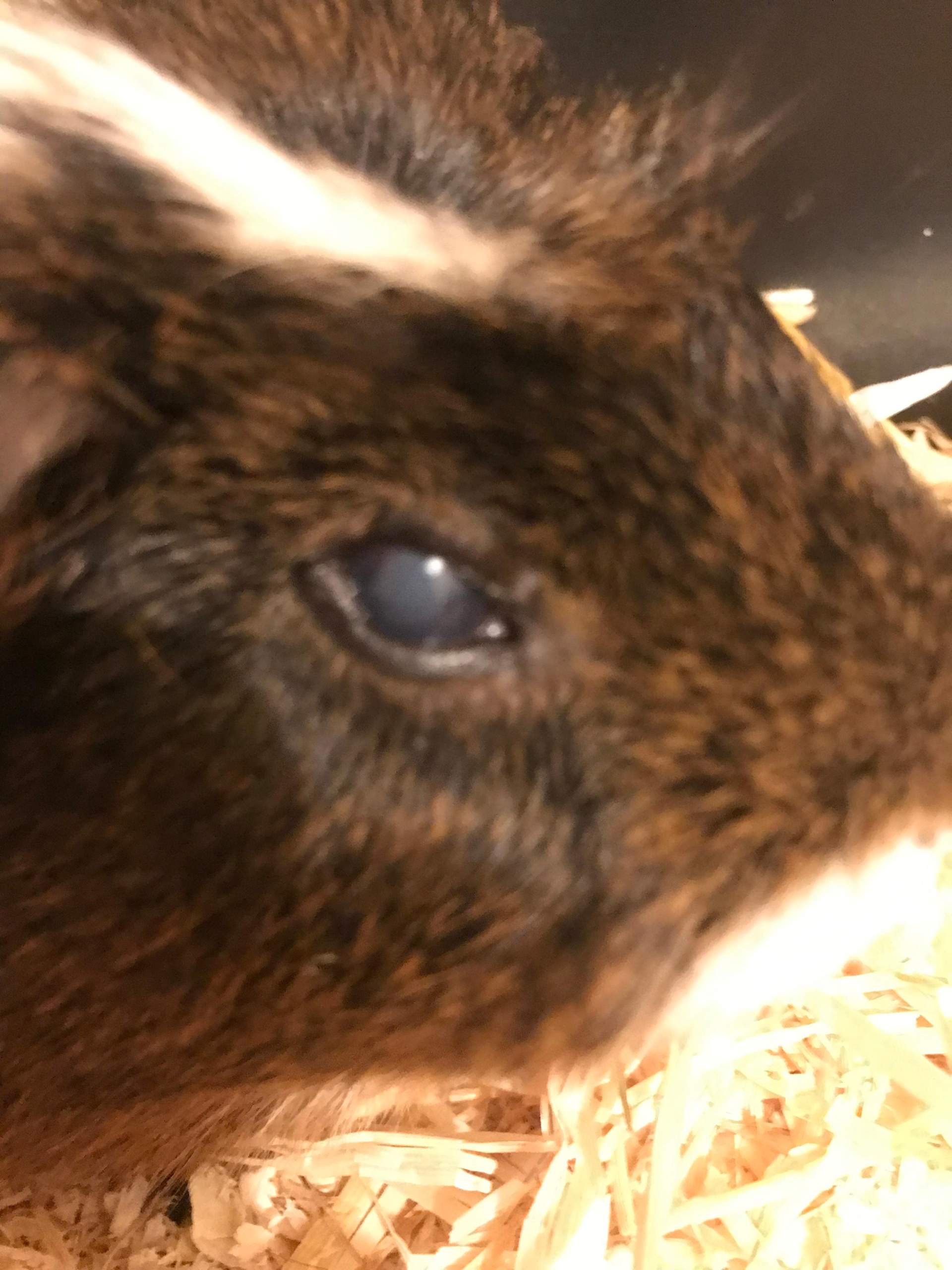 Weißausfluss beim Meerschweinchen Auge? (Gesundheit, Tiermedizin, Nagetiere)