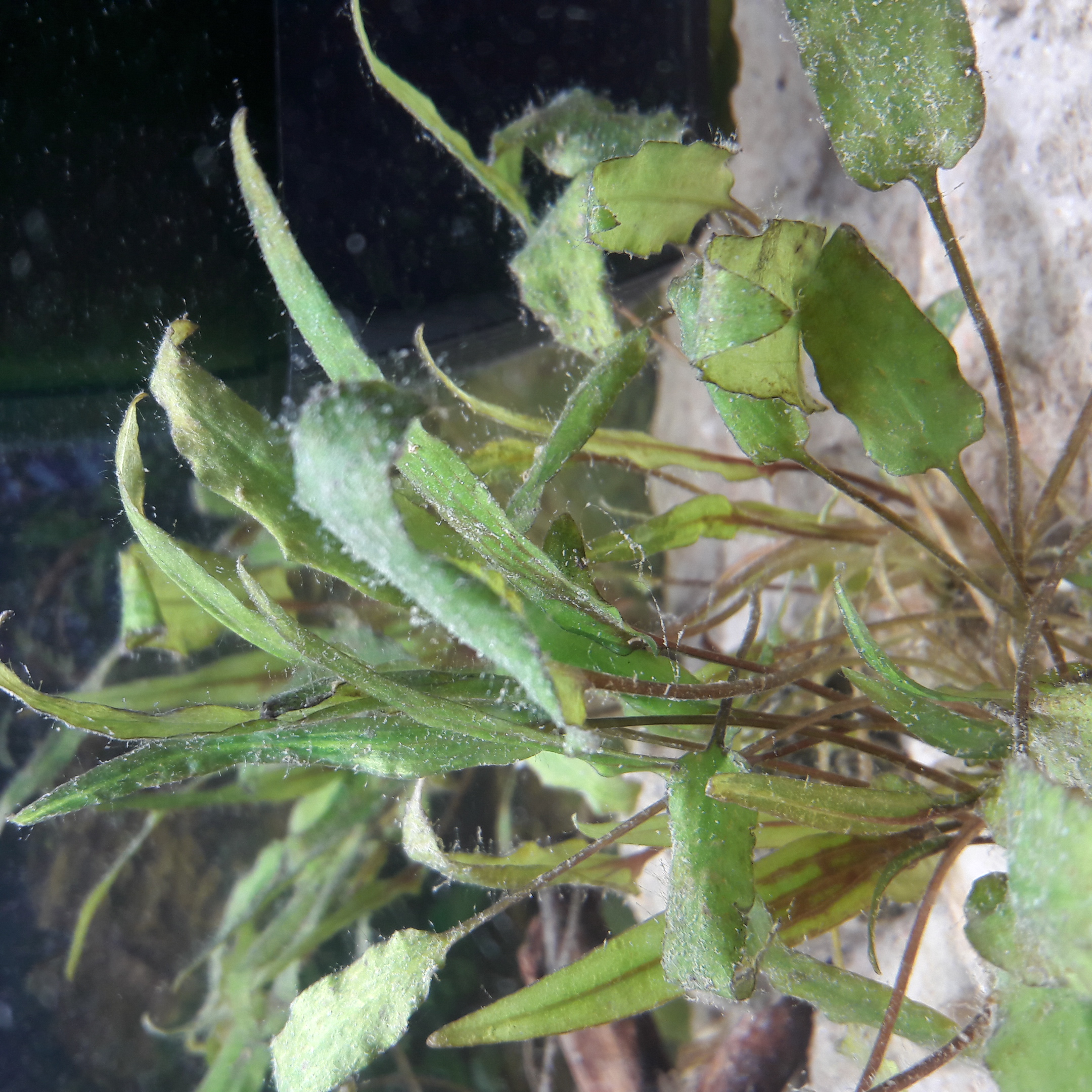 Weiße Algen oder so im Aquarium ? (Fische, Bakterien, Schnecken)