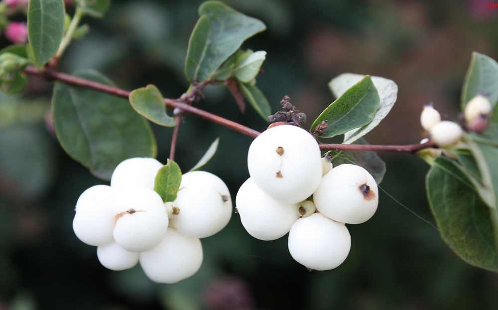 44+ Strauch Weiße Beeren, Die weißen früchte verbleiben bis in den