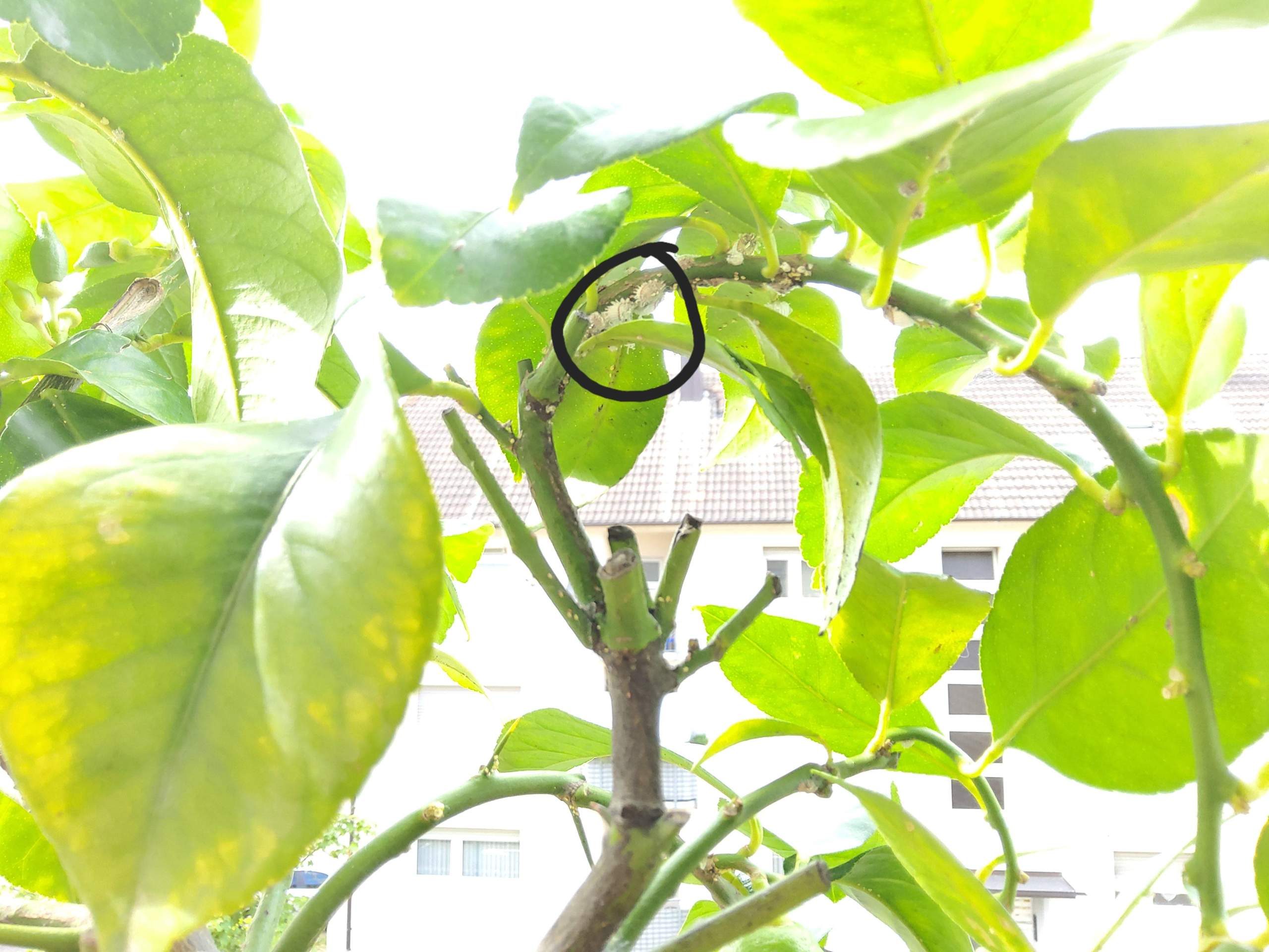 Weiße dinger an zitronenbaum? (Pflanzenpflege, Schädlinge, Ungeziefer)