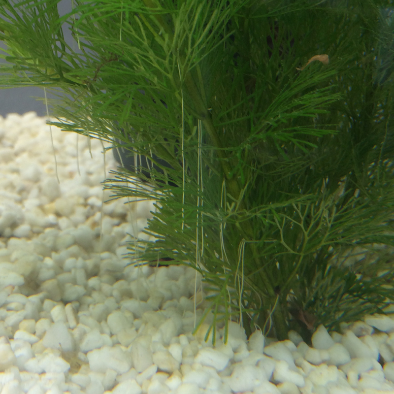 Weiße Fäden an den Aquariumpflanzen (Aquarium, Aquaristik)