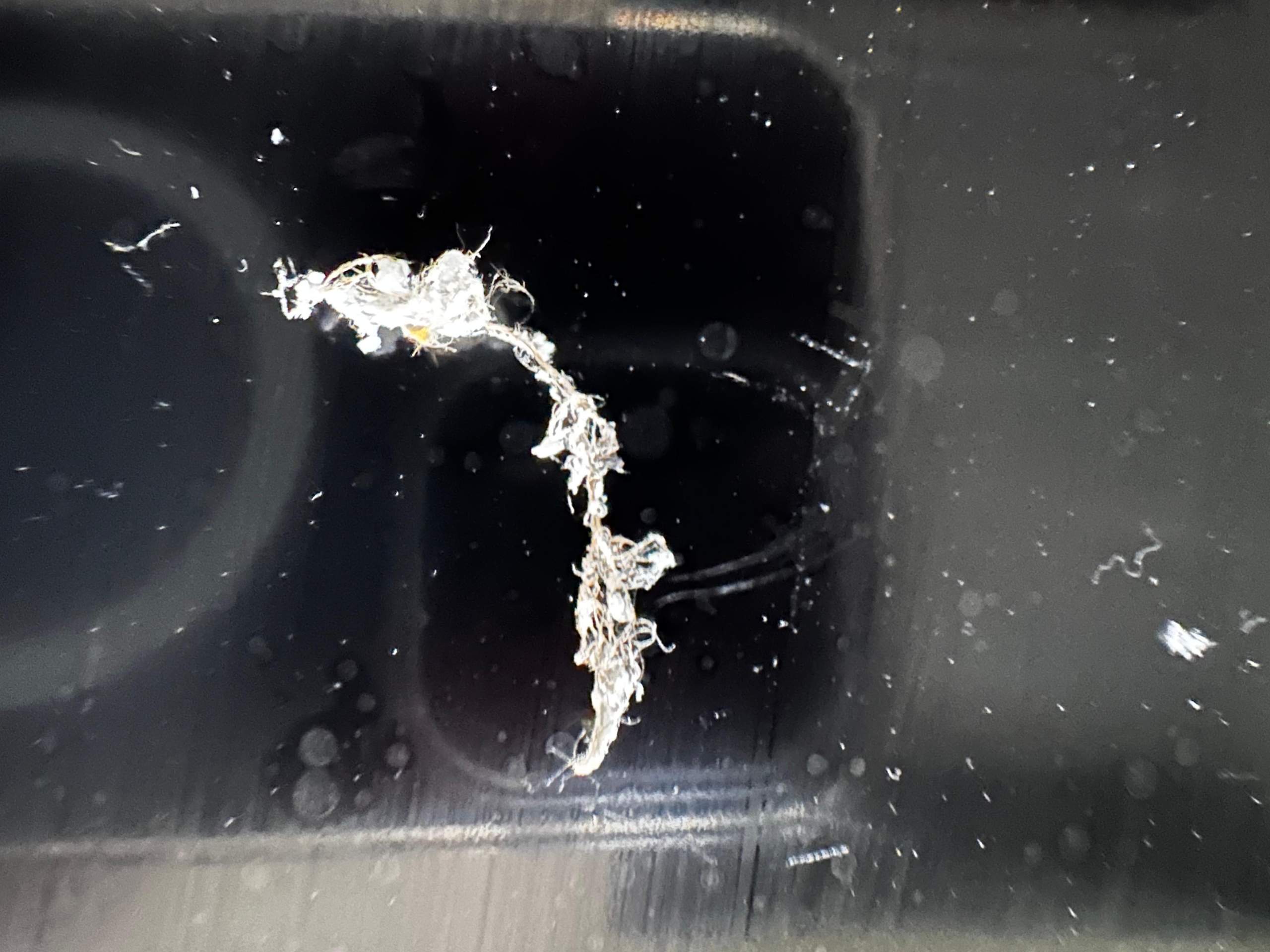 Weiße Fäden von der Wand? Spinne? Oder falsche Farbe?