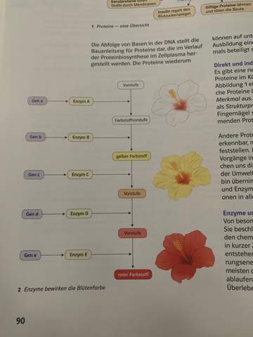Weiße Farbe mancher Hibiscus-Pflanze mit Enzymen?