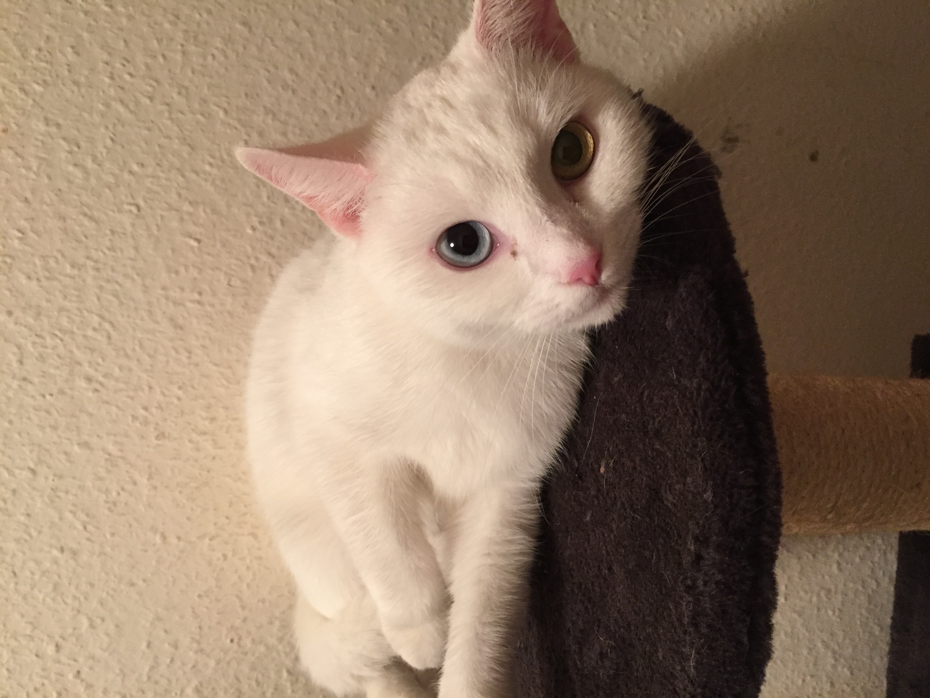 Weiße Katze mit einem Grünen Auge und einem Blauen Augen , was für eine