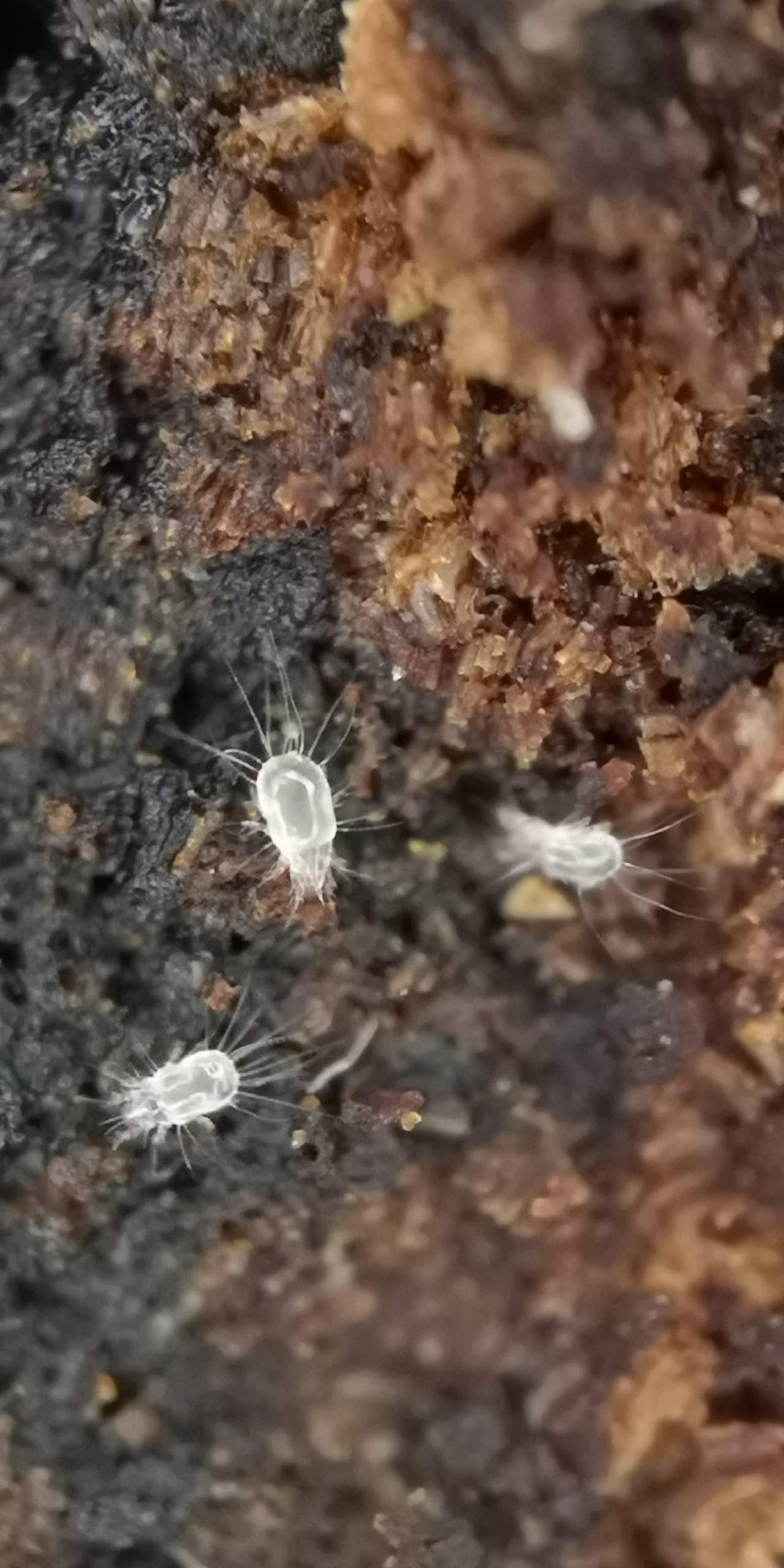 Weiße Milben in Zimmerpflanzenerde? (Pflanzen, Insekten, Schädlinge)