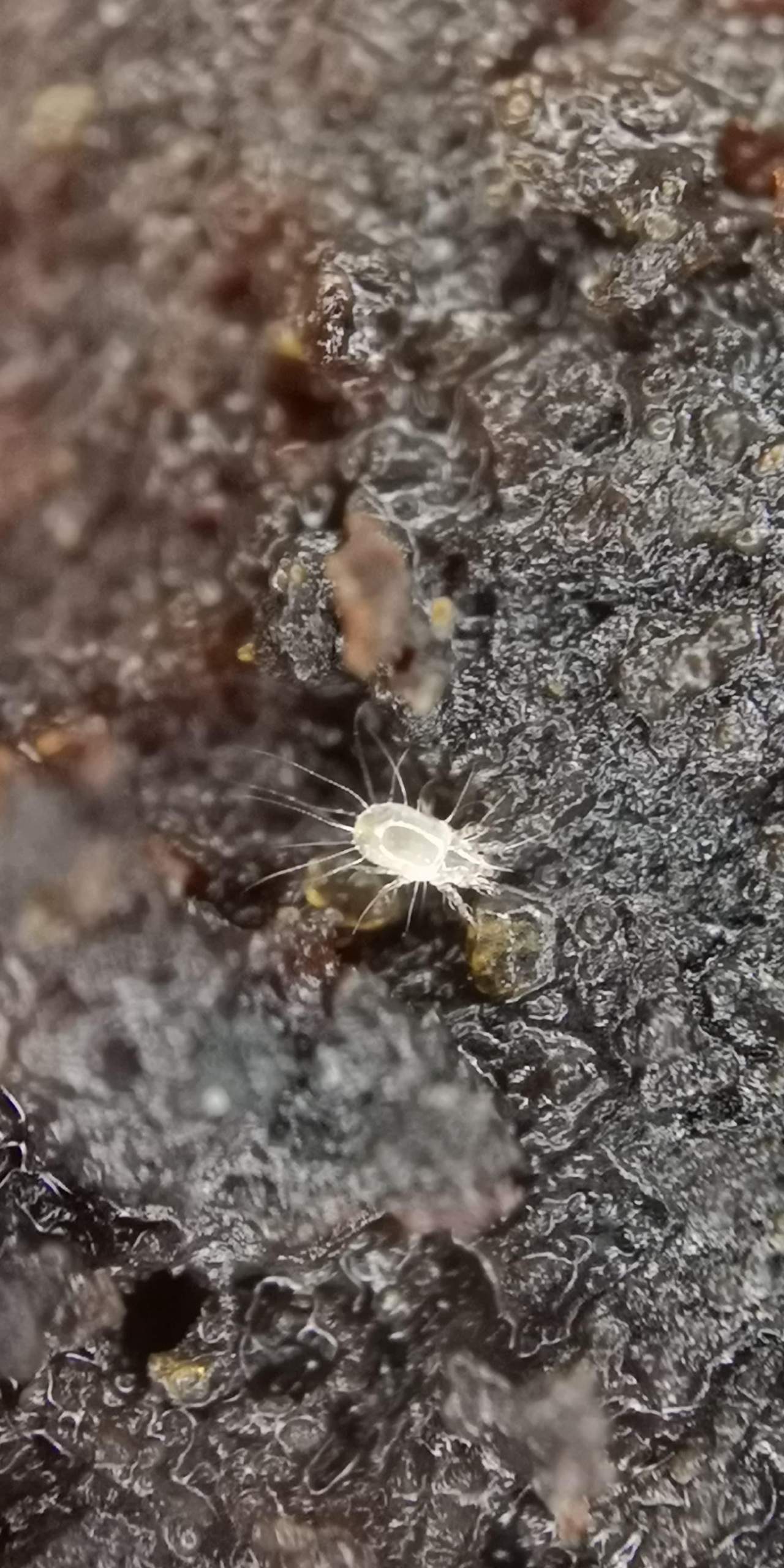 Weiße Milben in Zimmerpflanzenerde? (Pflanzen, Insekten, Schädlinge)