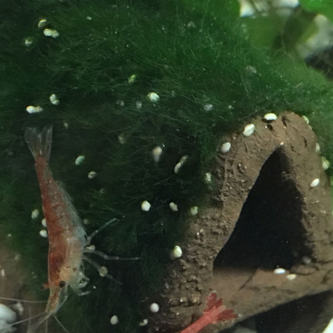 Weisse Punktchen Aquarium Garnelen Weisse Punktchen Aquarium Garnelen