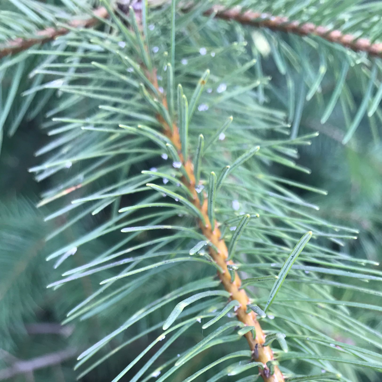 Weiße Punkt auf der Douglasie? (Krankheit, Garten, Natur)