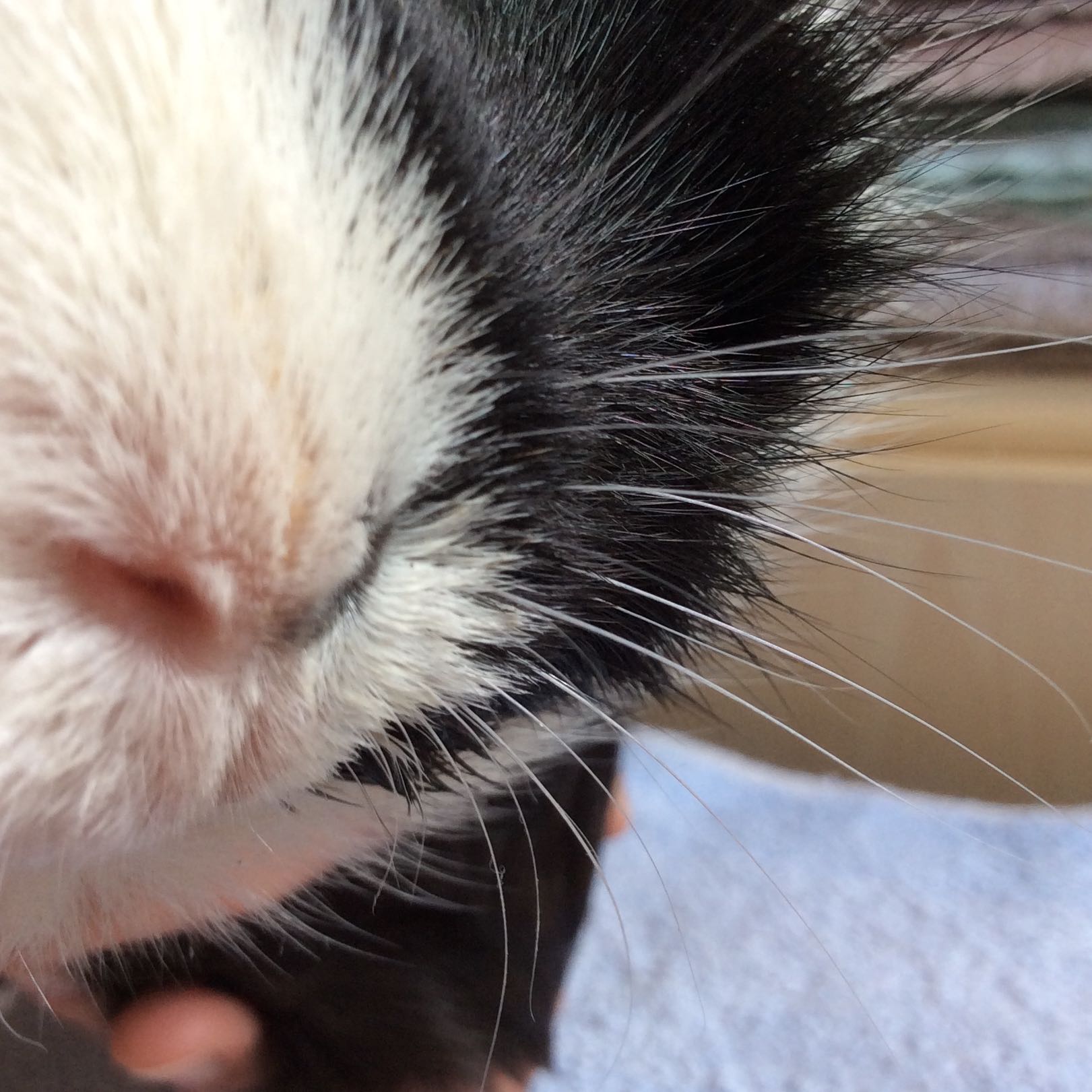 Weiße Punkte an der Nase bei Meerschweinchen? (Tiere ...