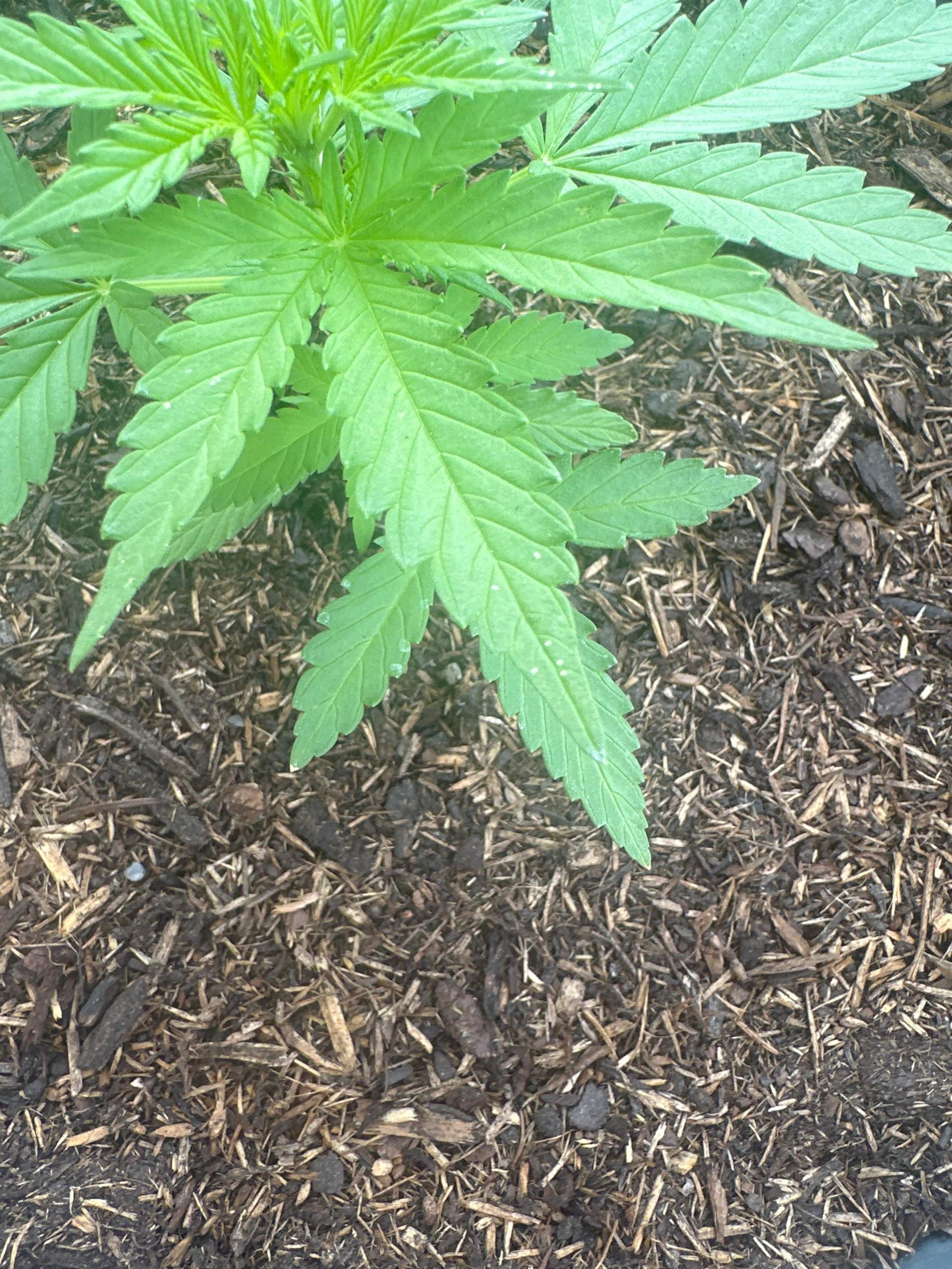 Weiße Punkte auf Cannabis Pflanze sind das Schädlinge oder ist das eine