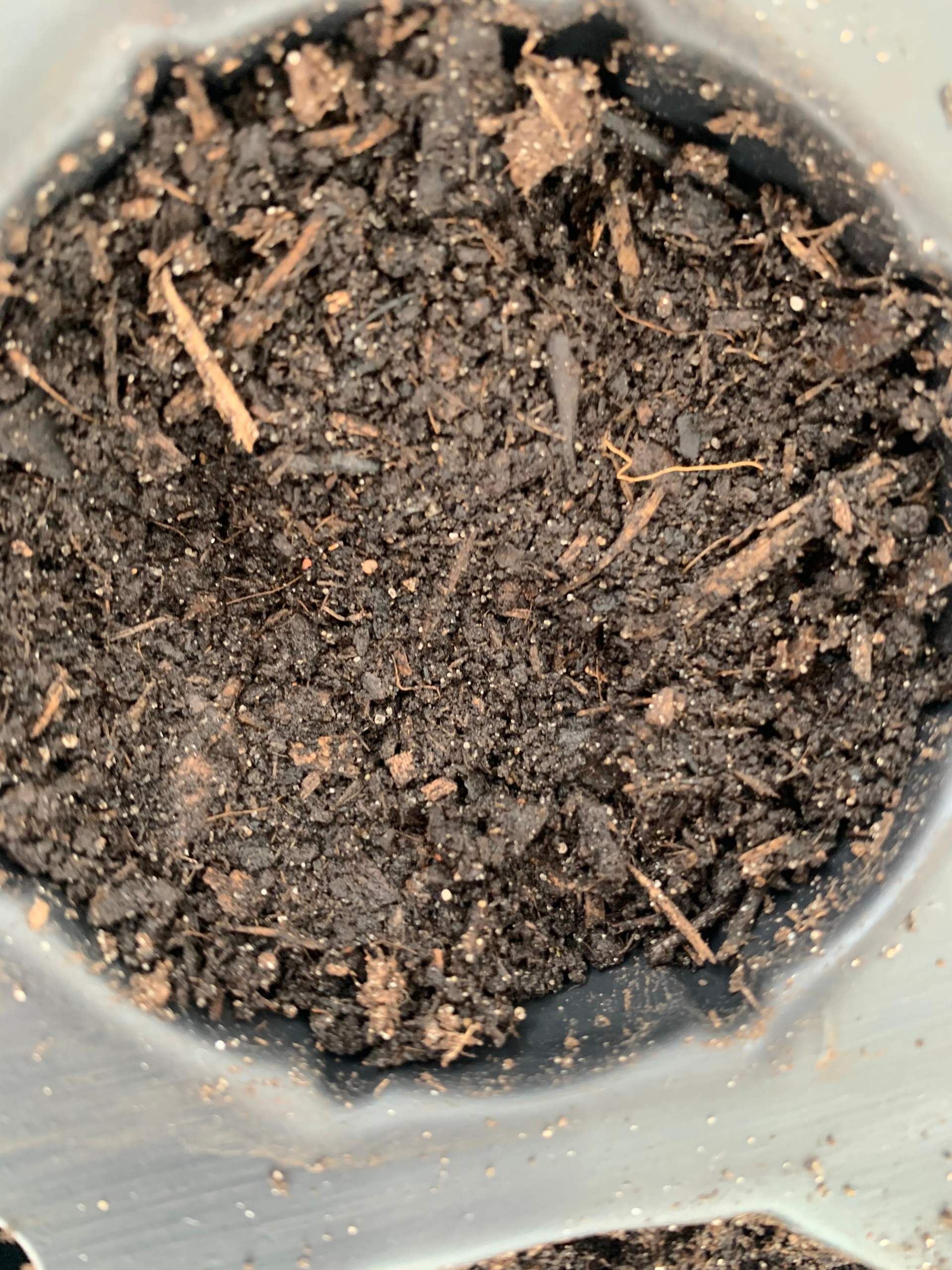 Weiße Punkte auf der Anzuchterde? (Biologie, Pflanzen, Garten)