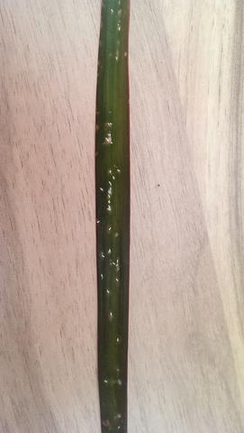 Weisse Punkte Auf Zimmerpflanze Krankheit Pflanzen Schadlinge