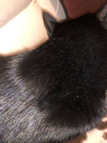 Weisse Punkte Im Fell Tiere Katze Haustiere