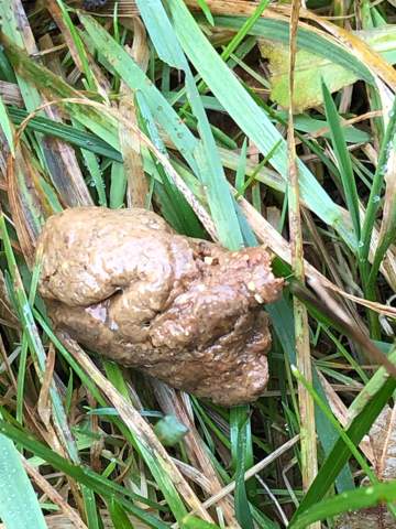 Weisse Punkte Im Hundekot Hund Hundekrankheiten Weisse Punkte Im Hundekot Hund Hundekrankheiten
