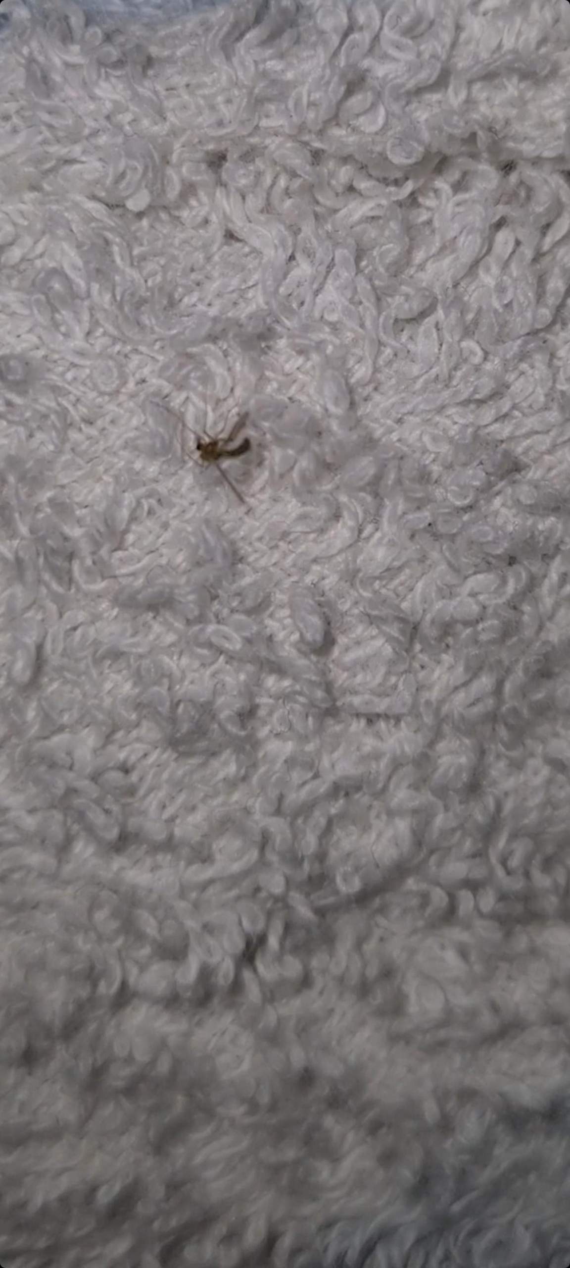 Weiße Tierchen überall an meiner Wand? (Deutschland, Tiere, Insekten)