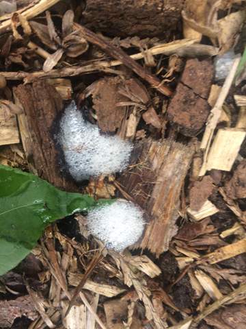 Weisser Ausfluss Beim Stuhlgang Gesundheit Und Medizin Kot Weisser Ausfluss Beim Stuhlgang Gesundheit Und Medizin Kot