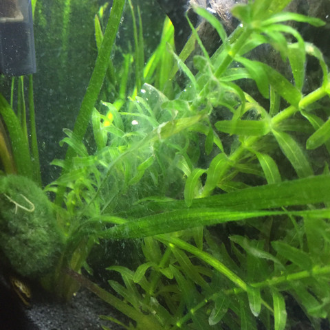 Weißer Schleim - (Pflanzen, Fische, Aquarium)