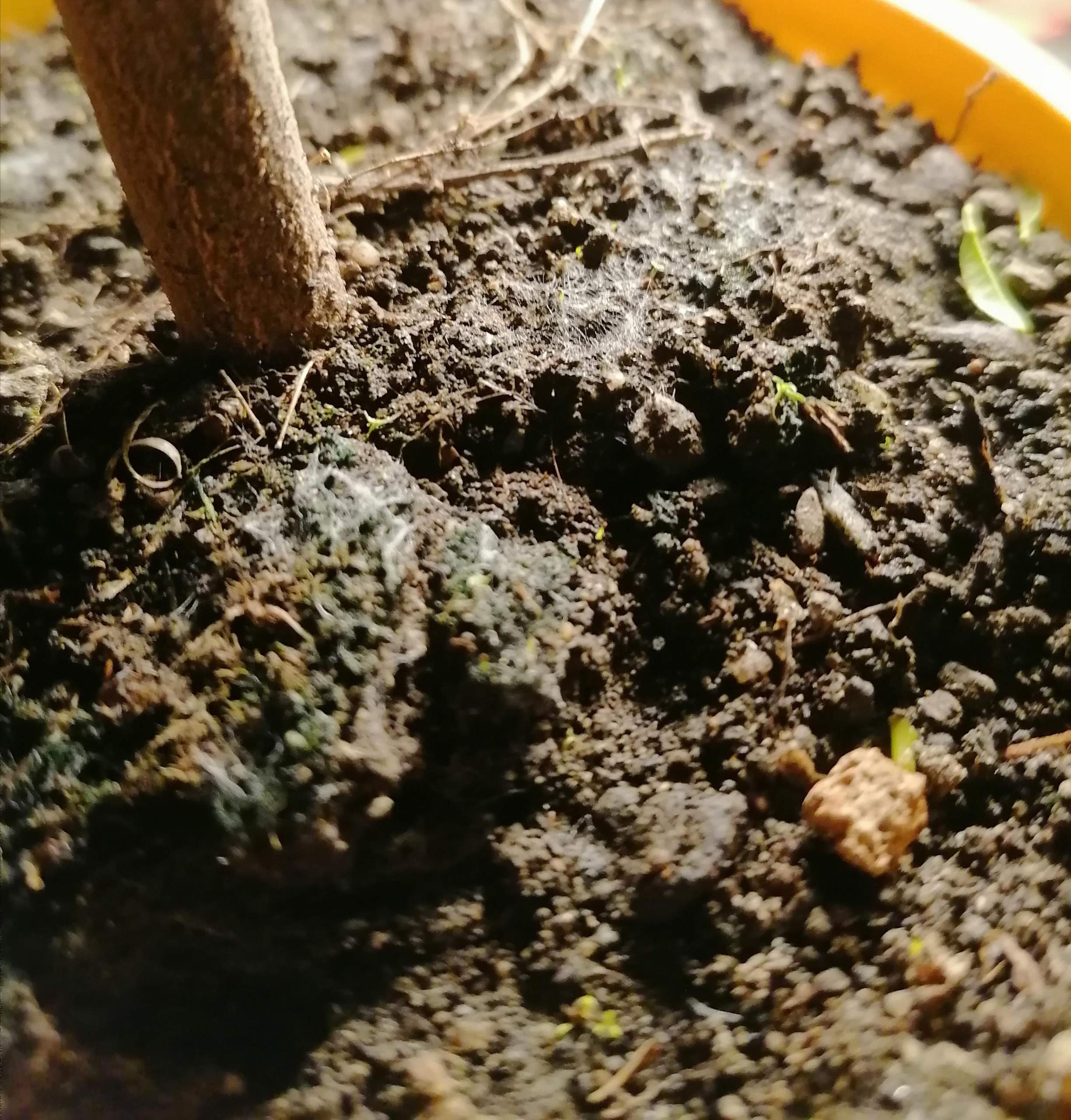 Weisser Belag auf der Erde? (Garten, Schimmel, Blumen)