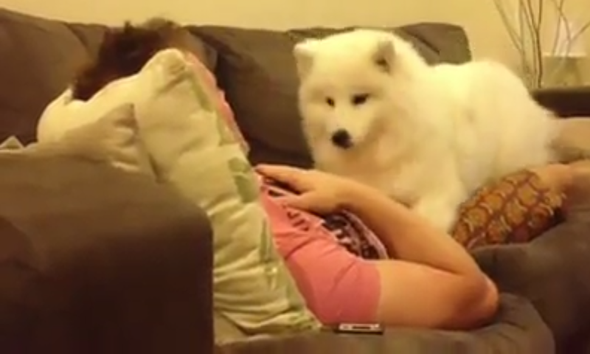 Weißer, flauschiger Hund Welche Rasse? (Tiere, Haustiere, weiss)